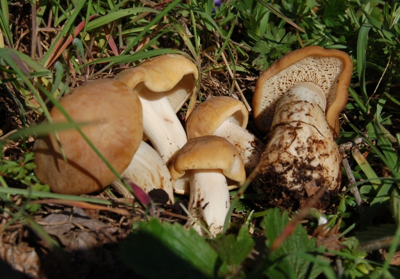 I primi di quest''anno (Calocybe gambosa)